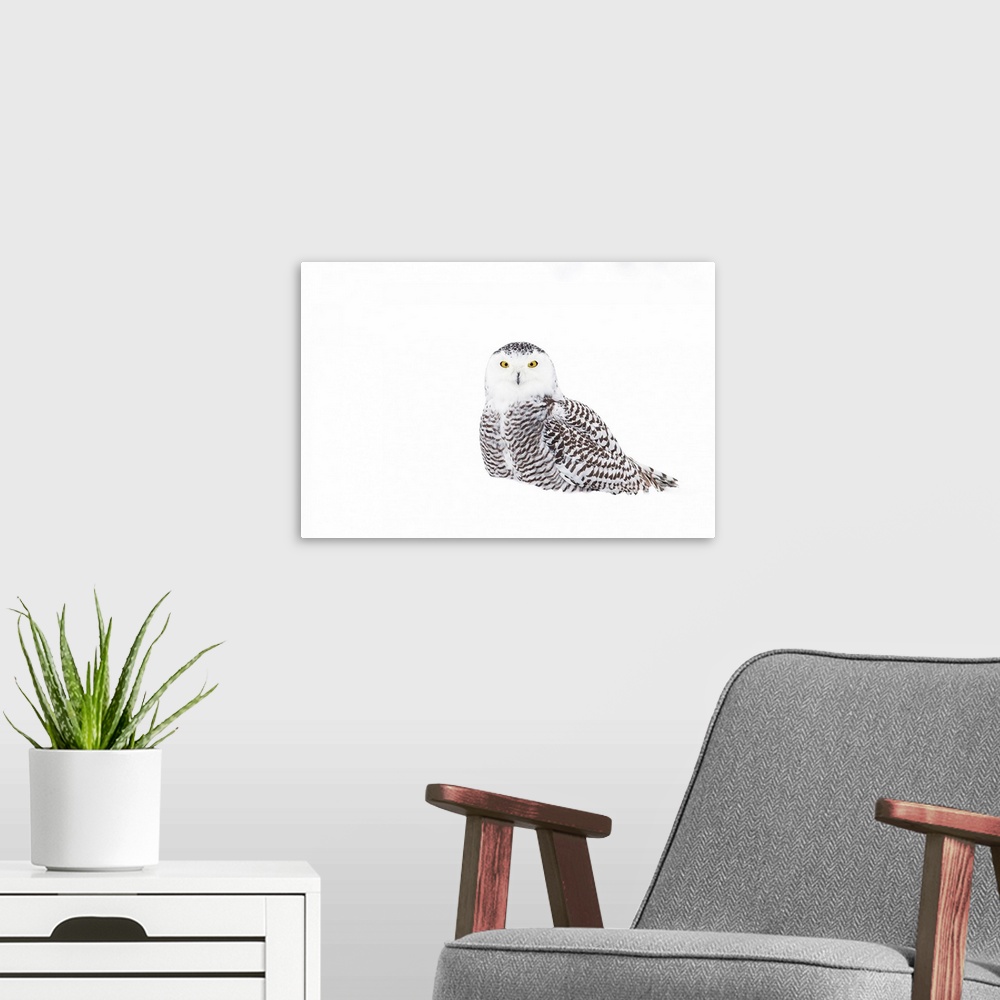 A modern room featuring Snowy Owl In Winter Snow