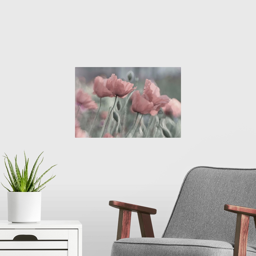 A modern room featuring Pale poppies in a field.