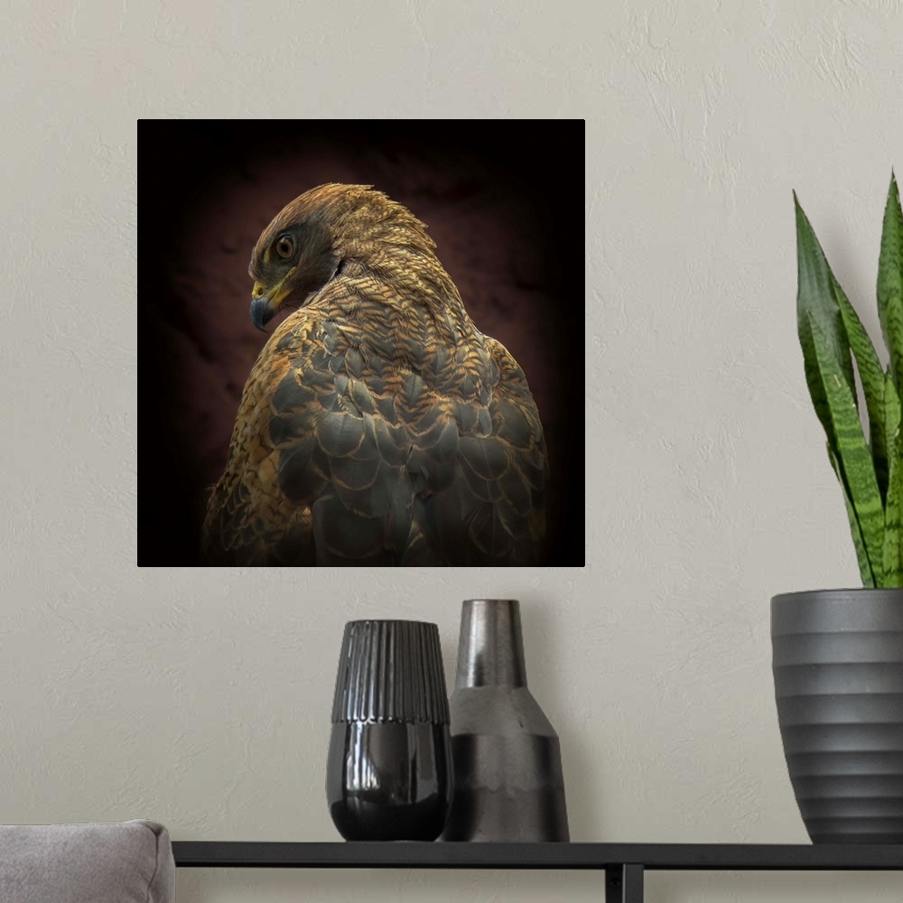 A modern room featuring A portrait of a hawk from behind with it looking over its shoulder a the camera.