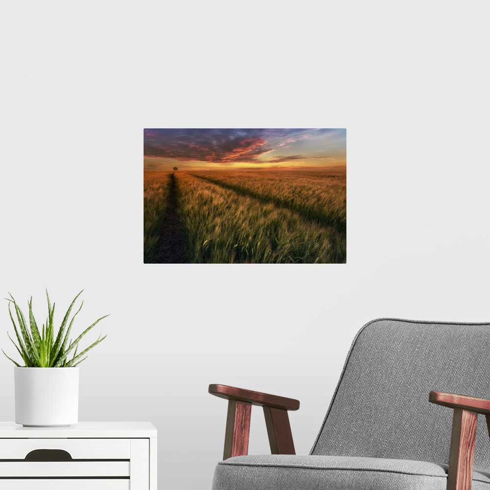 A modern room featuring Crops in a field with a tree on the horizon, at sunset, Poland.