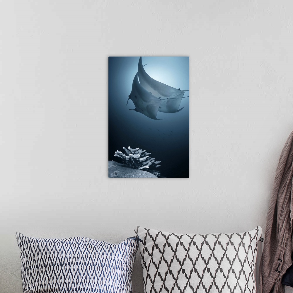 A bohemian room featuring A low angle view of manta rays gliding through the ocean.