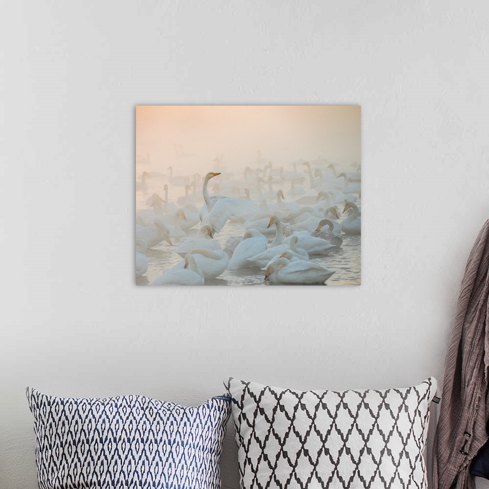 A bohemian room featuring A flock of Whooper Swans on the water in the morning mist.