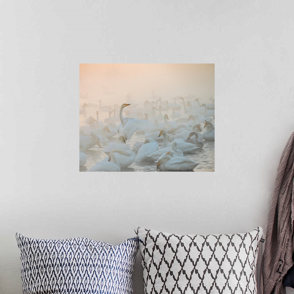 A bohemian room featuring A flock of Whooper Swans on the water in the morning mist.