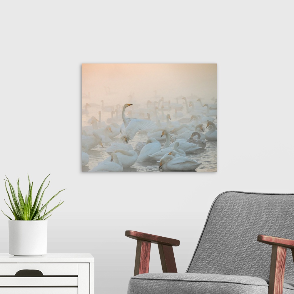 A modern room featuring A flock of Whooper Swans on the water in the morning mist.