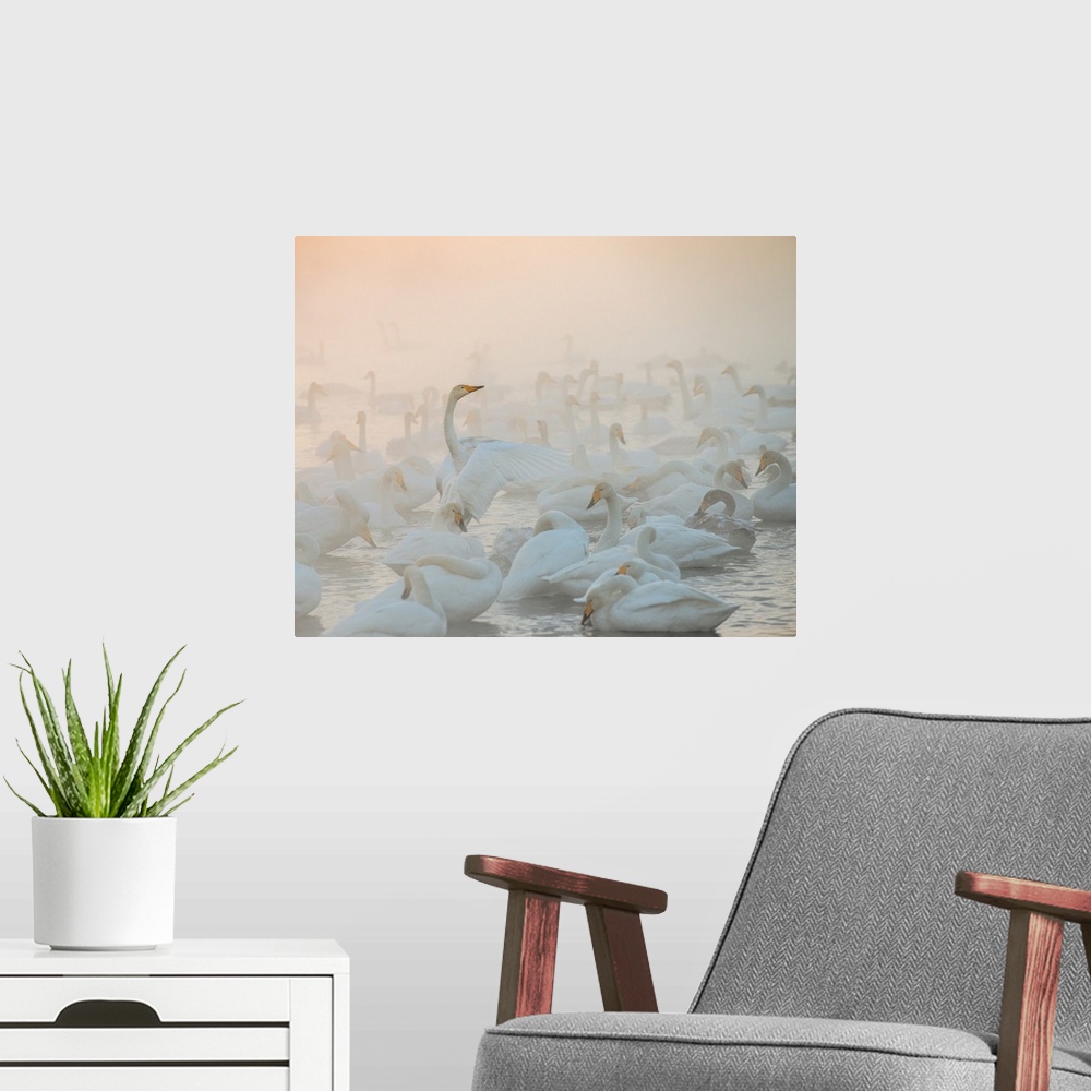 A modern room featuring A flock of Whooper Swans on the water in the morning mist.
