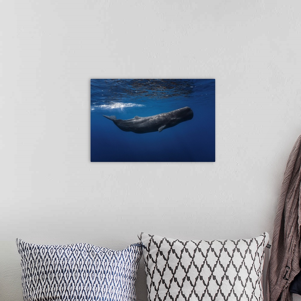 A bohemian room featuring Sperm Whale