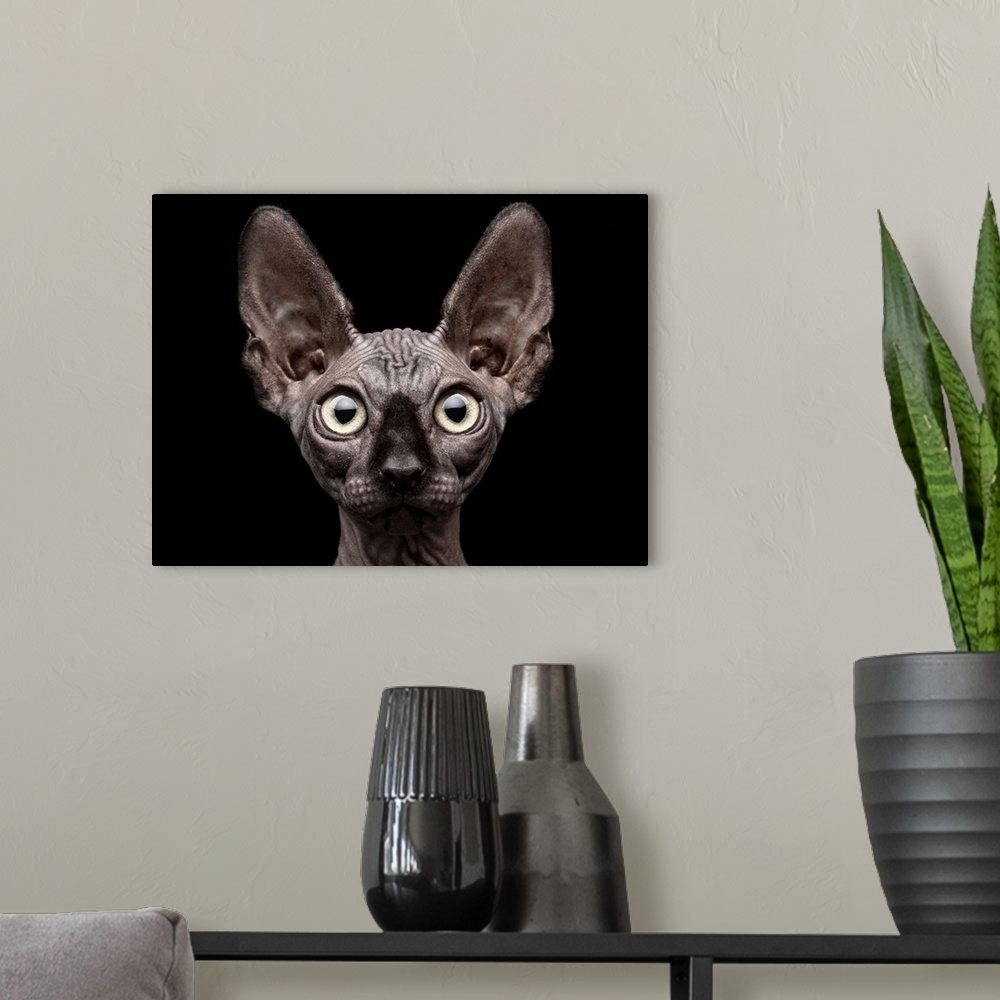 A modern room featuring Portrait of a hairless Sphynx cat with large eyes.