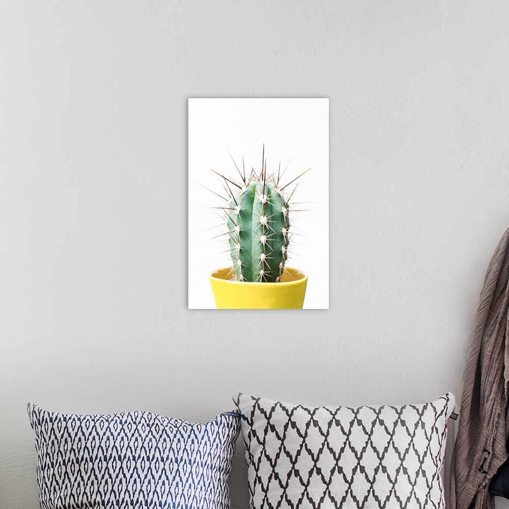 A bohemian room featuring Spikey Cactus