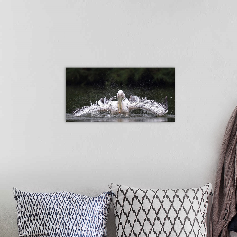 A bohemian room featuring Pelican splashing in the water, with long awkward wings.
