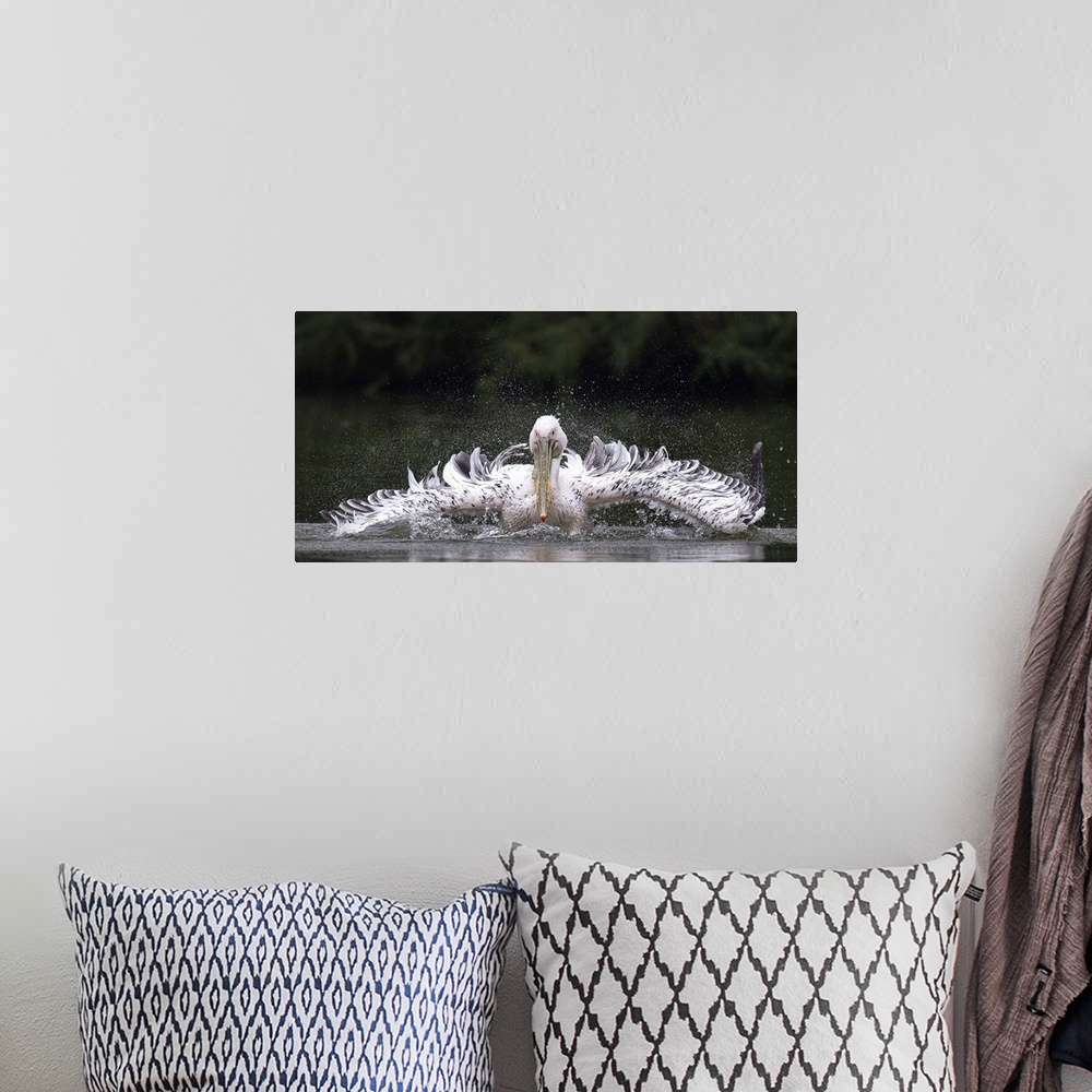 A bohemian room featuring Pelican splashing in the water, with long awkward wings.