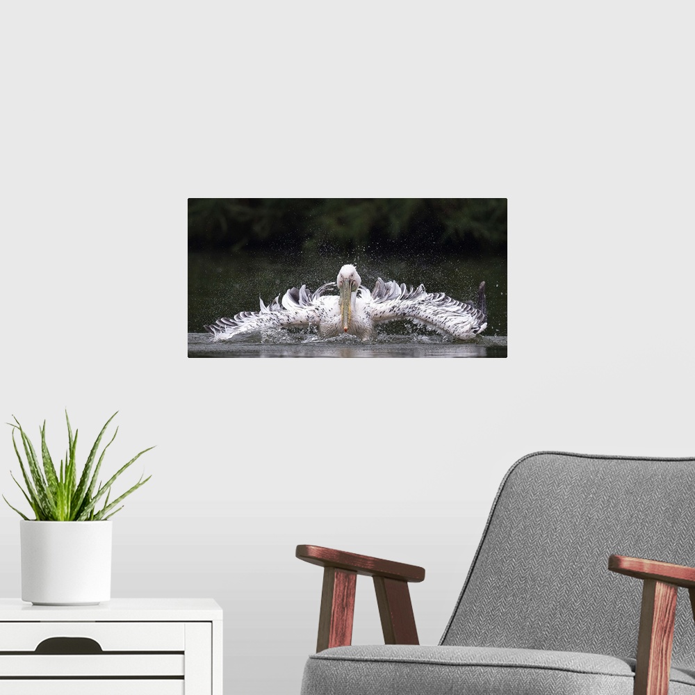 A modern room featuring Pelican splashing in the water, with long awkward wings.