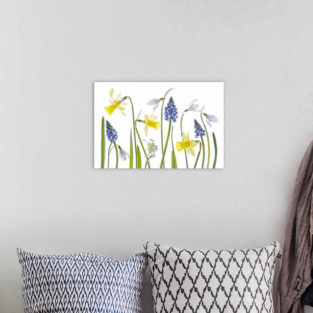 A bohemian room featuring Daffodils and hyacinth flowers on a white background.