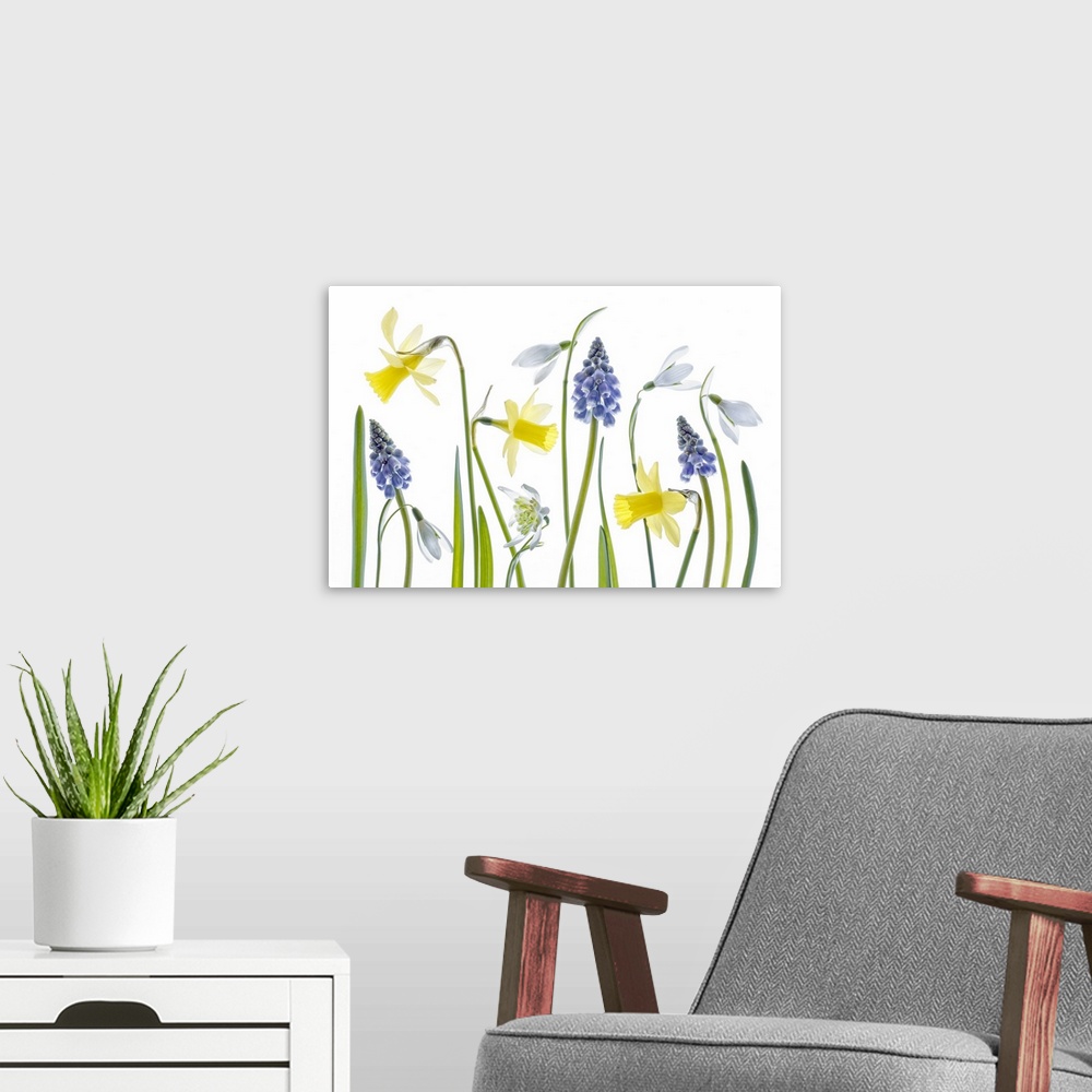 A modern room featuring Daffodils and hyacinth flowers on a white background.