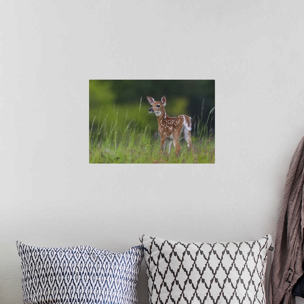 A bohemian room featuring A young fawn with spots standing in tall grass.