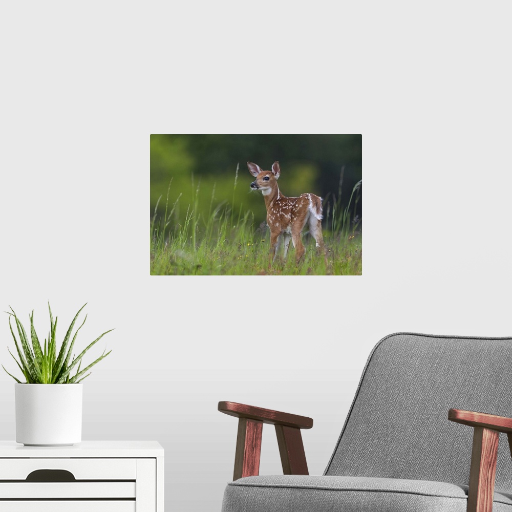 A modern room featuring A young fawn with spots standing in tall grass.