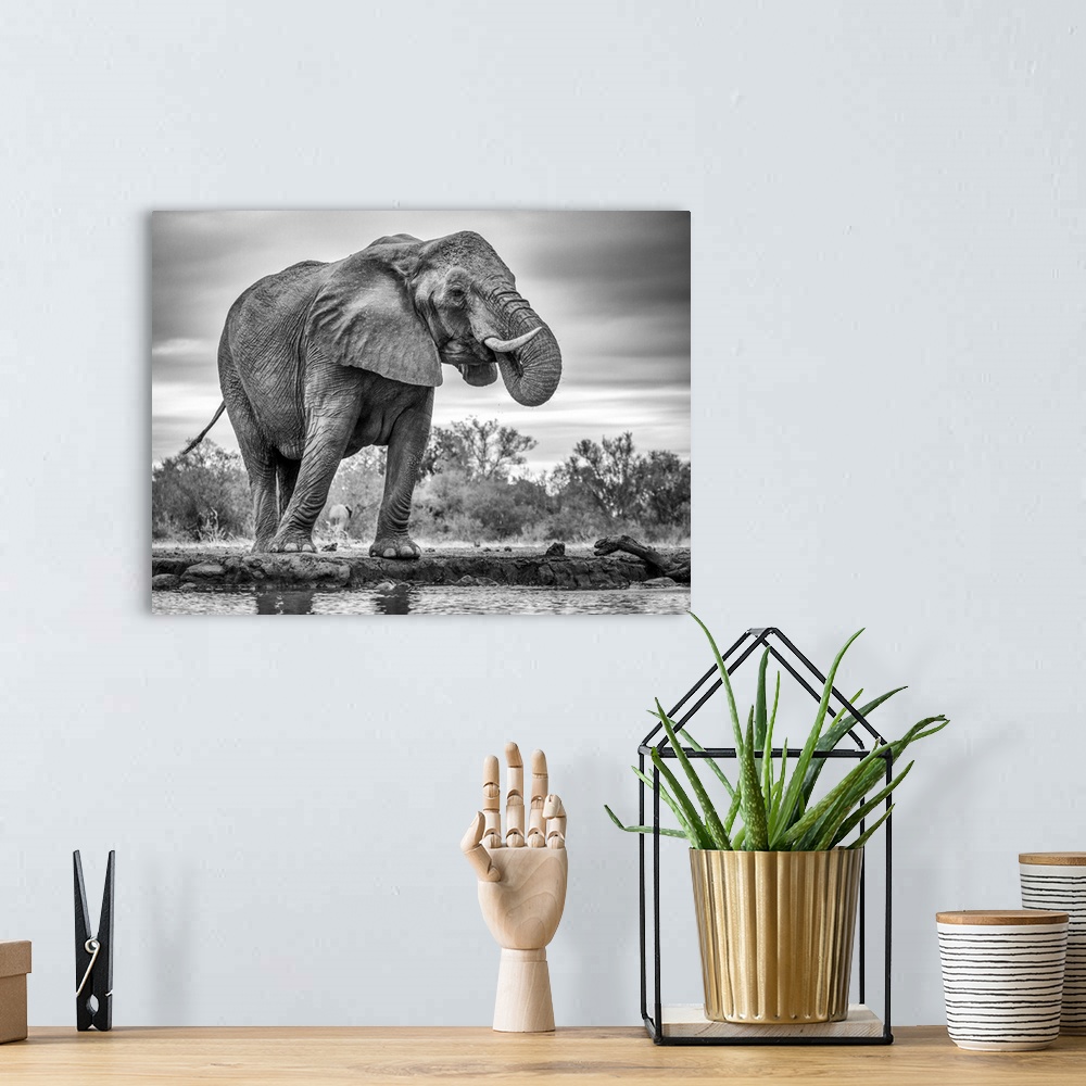 A bohemian room featuring A giant African elephant standing in front of water taking a drink.
