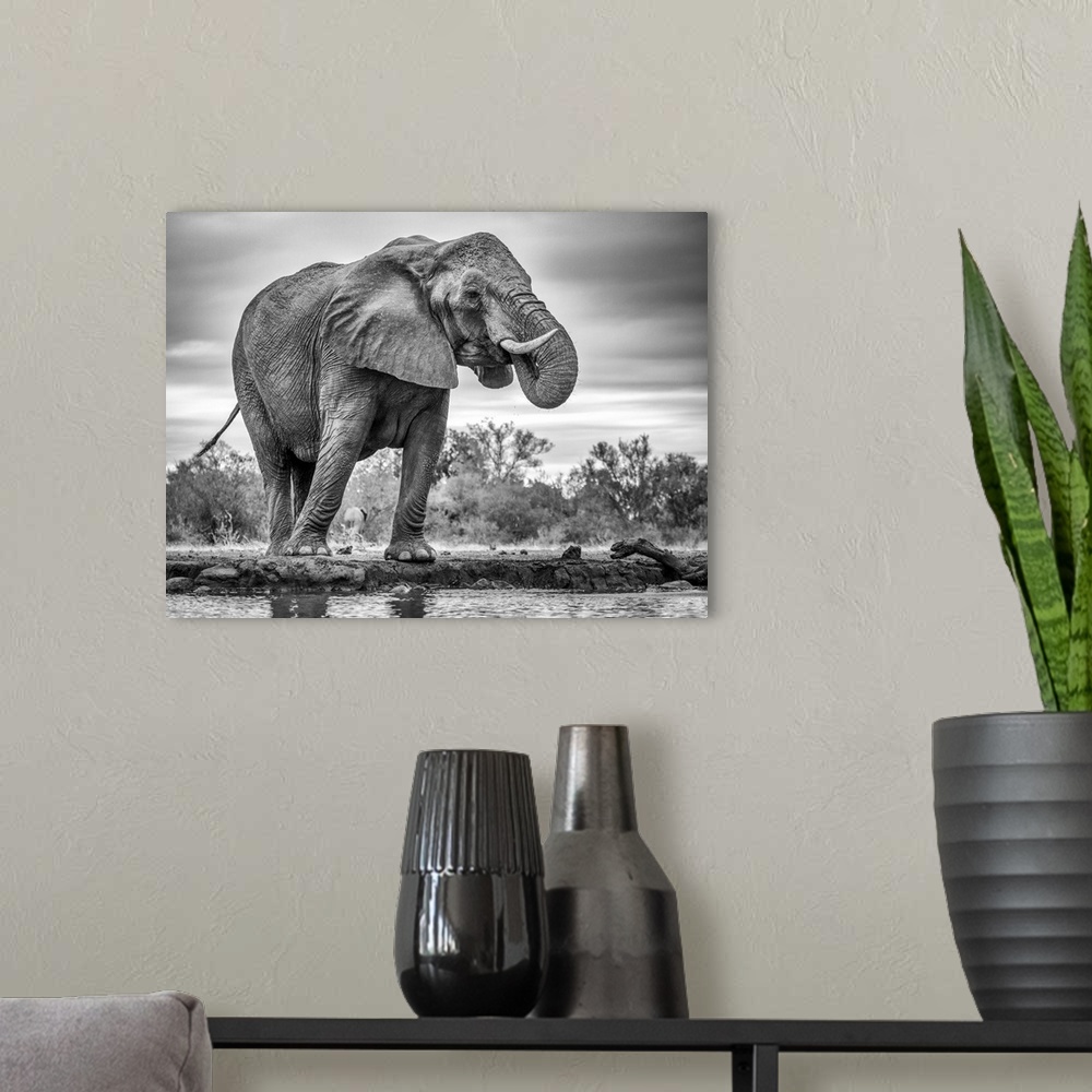 A modern room featuring A giant African elephant standing in front of water taking a drink.