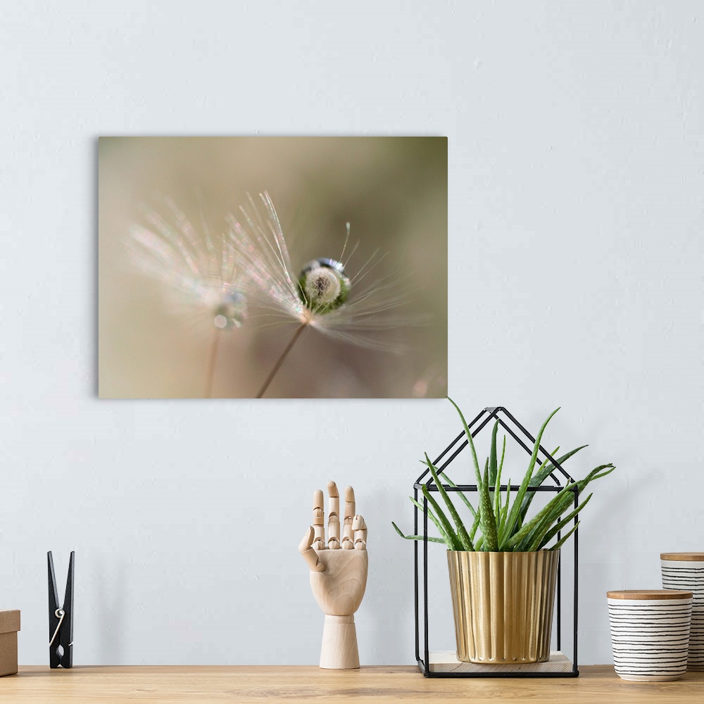 A bohemian room featuring A macro photograph of a wispy flower with water drop resting gently on it.