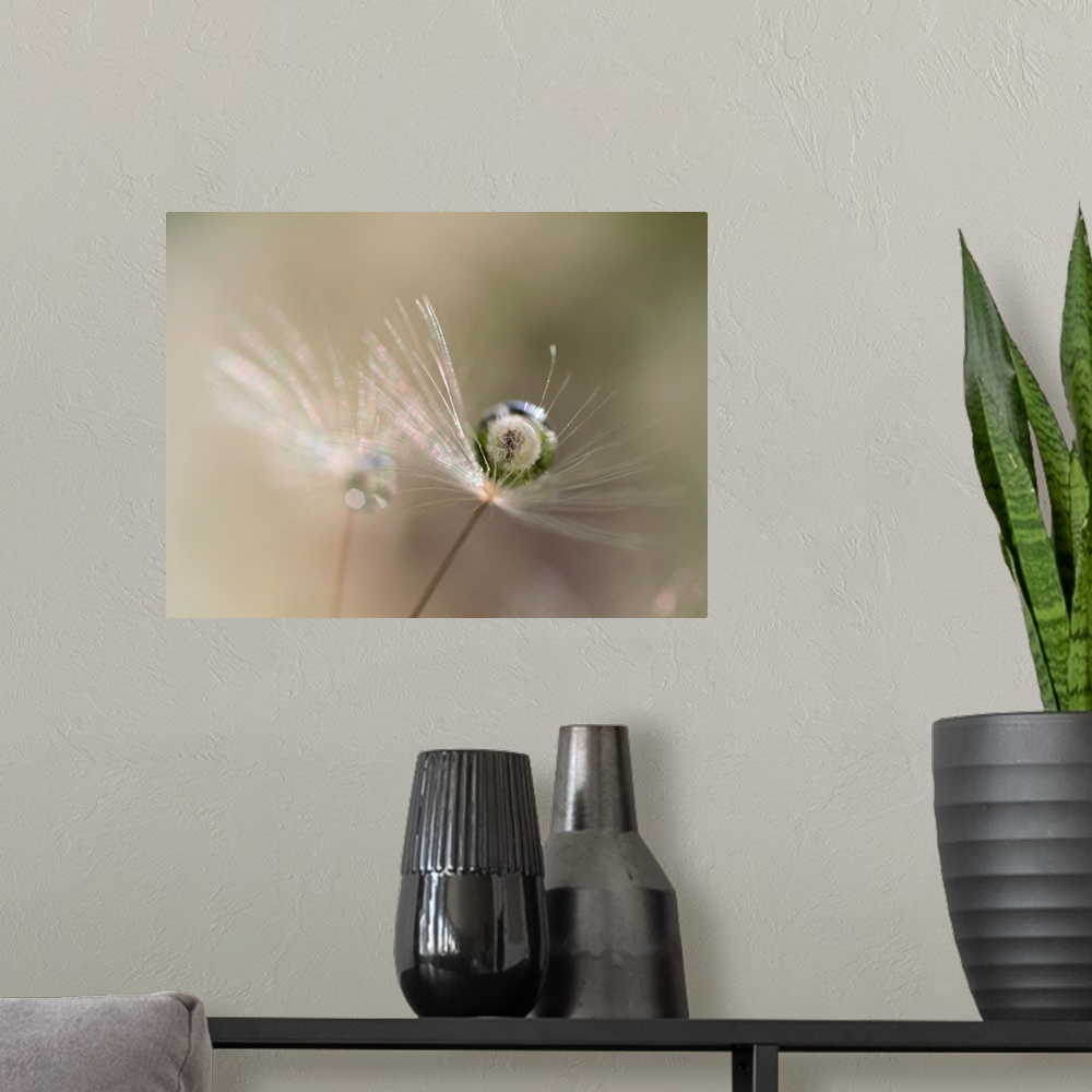 A modern room featuring A macro photograph of a wispy flower with water drop resting gently on it.