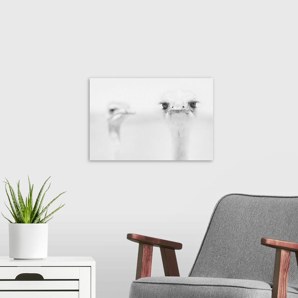 A modern room featuring A close-up portrait of an ostrich giving a look of unhappiness with another ostrich in the backgr...