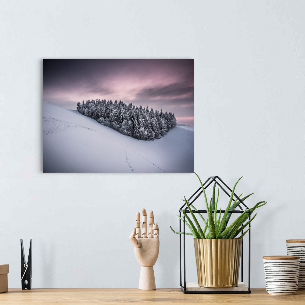 A bohemian room featuring Cluster of snow covered pine trees in a winter landscape, Kaiserstuhl, Germany.