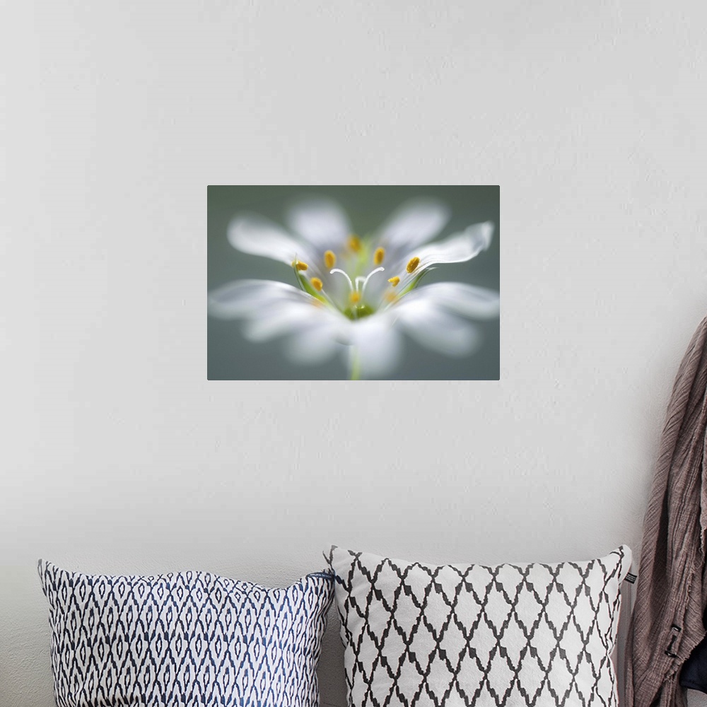 A bohemian room featuring Closeup image of a the stamen in the center of a white flower.