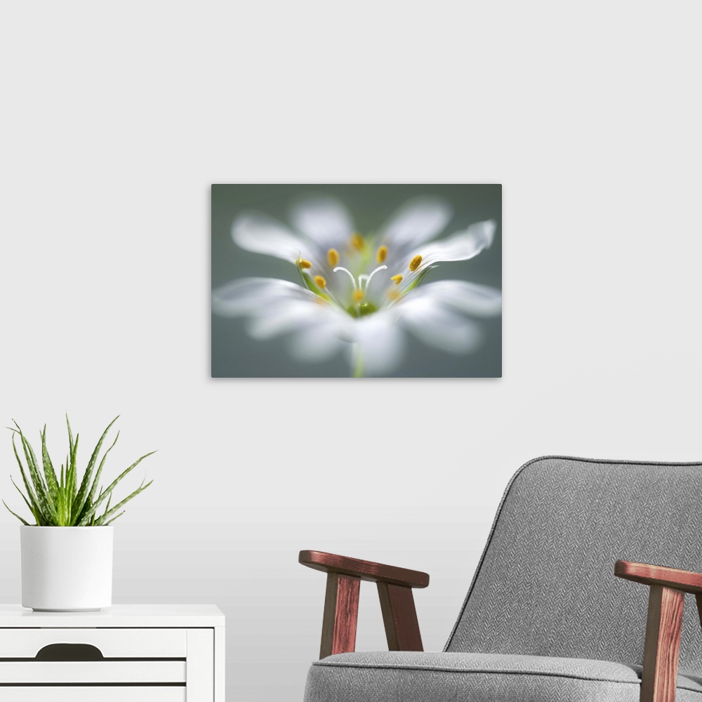 A modern room featuring Closeup image of a the stamen in the center of a white flower.