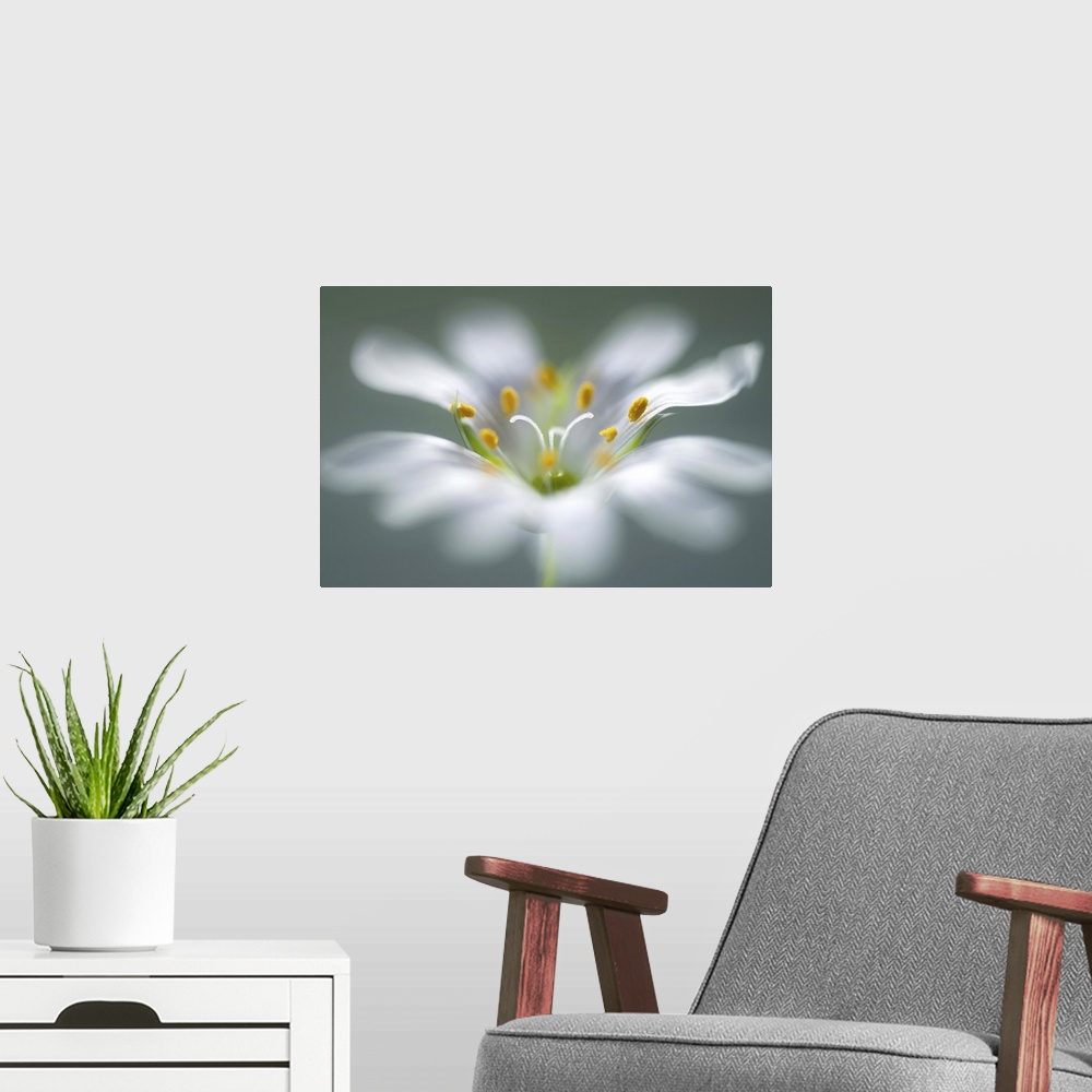 A modern room featuring Closeup image of a the stamen in the center of a white flower.