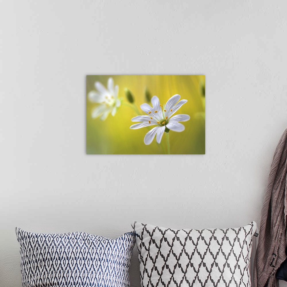 A bohemian room featuring Close up photo of a white flower with a yellow background.