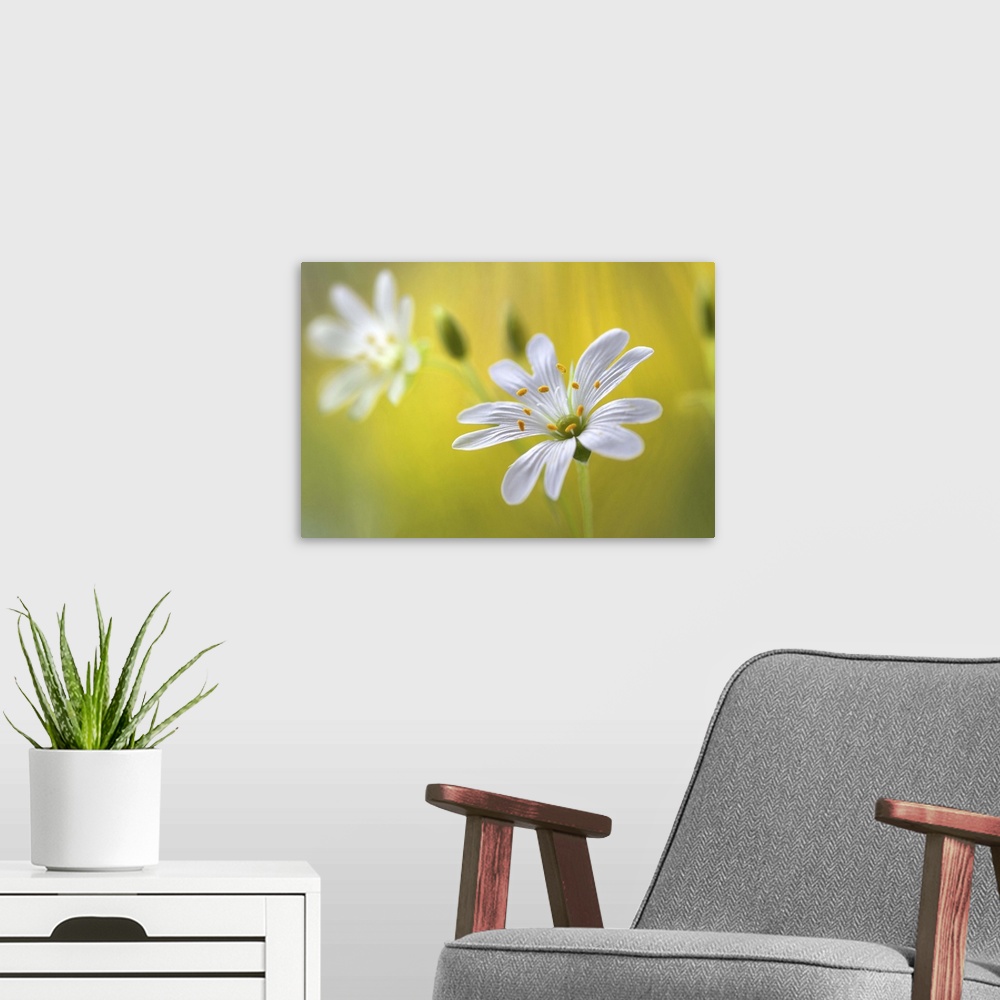 A modern room featuring Close up photo of a white flower with a yellow background.
