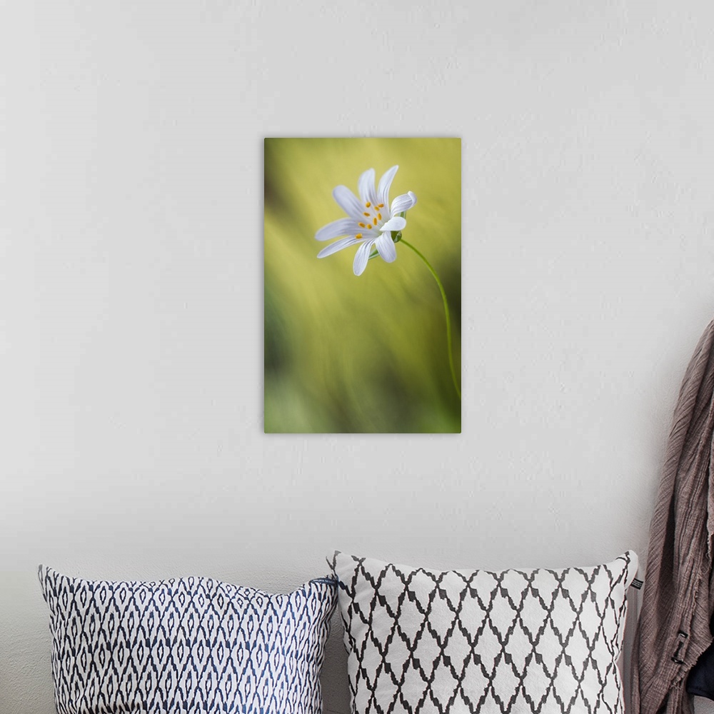 A bohemian room featuring A white stitchwort flower in a green field.