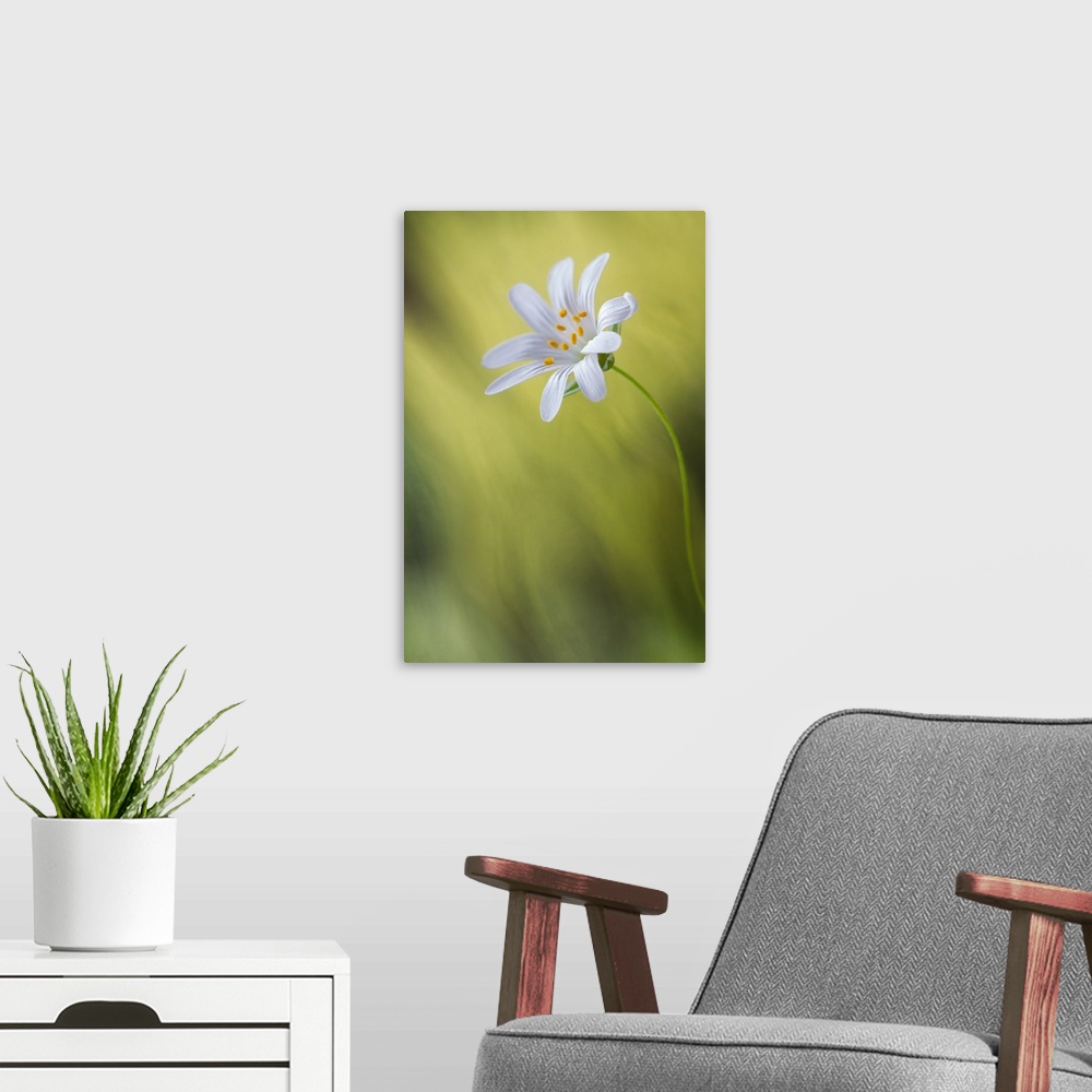 A modern room featuring A white stitchwort flower in a green field.