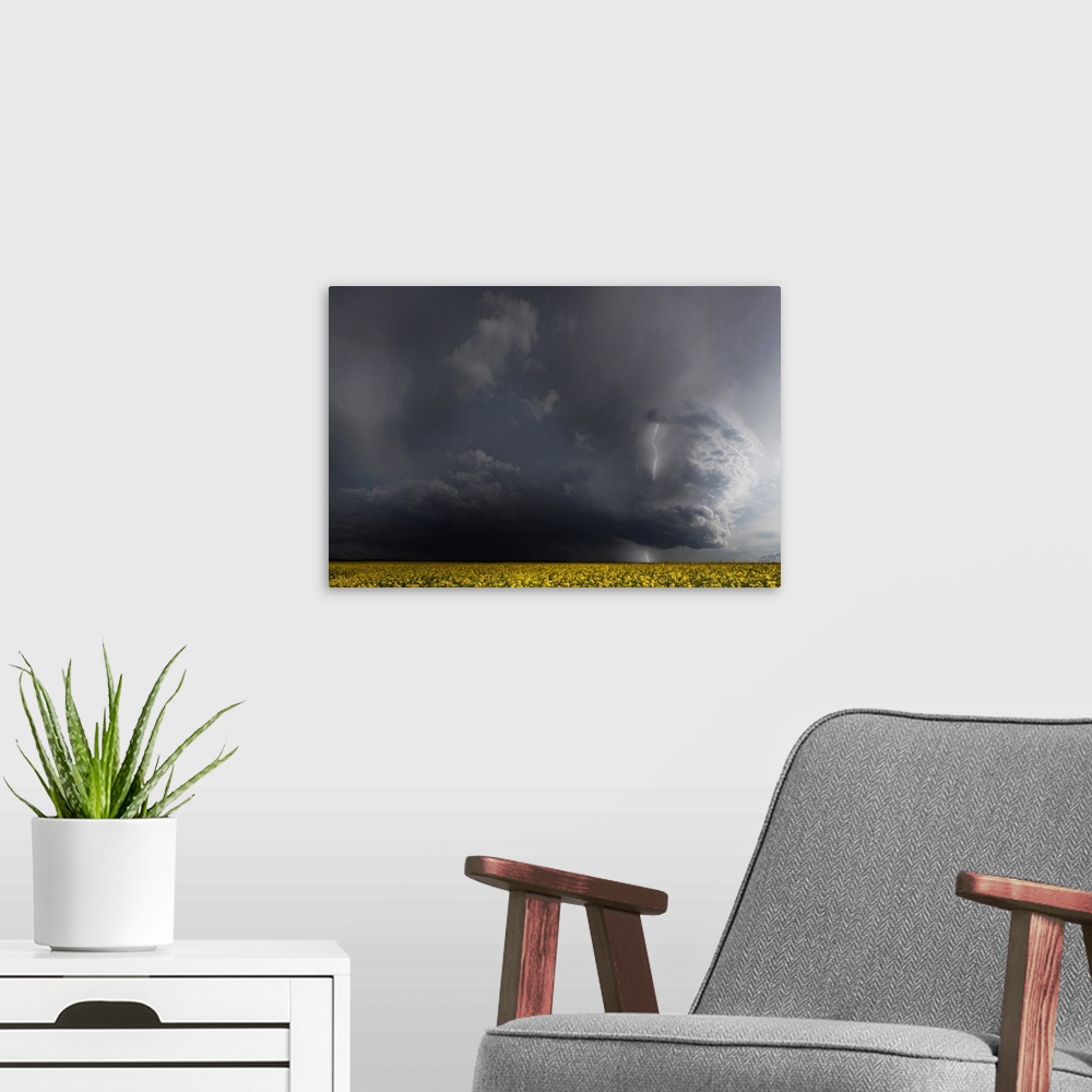 A modern room featuring Dark storm clouds with lightning looming over a canola field.