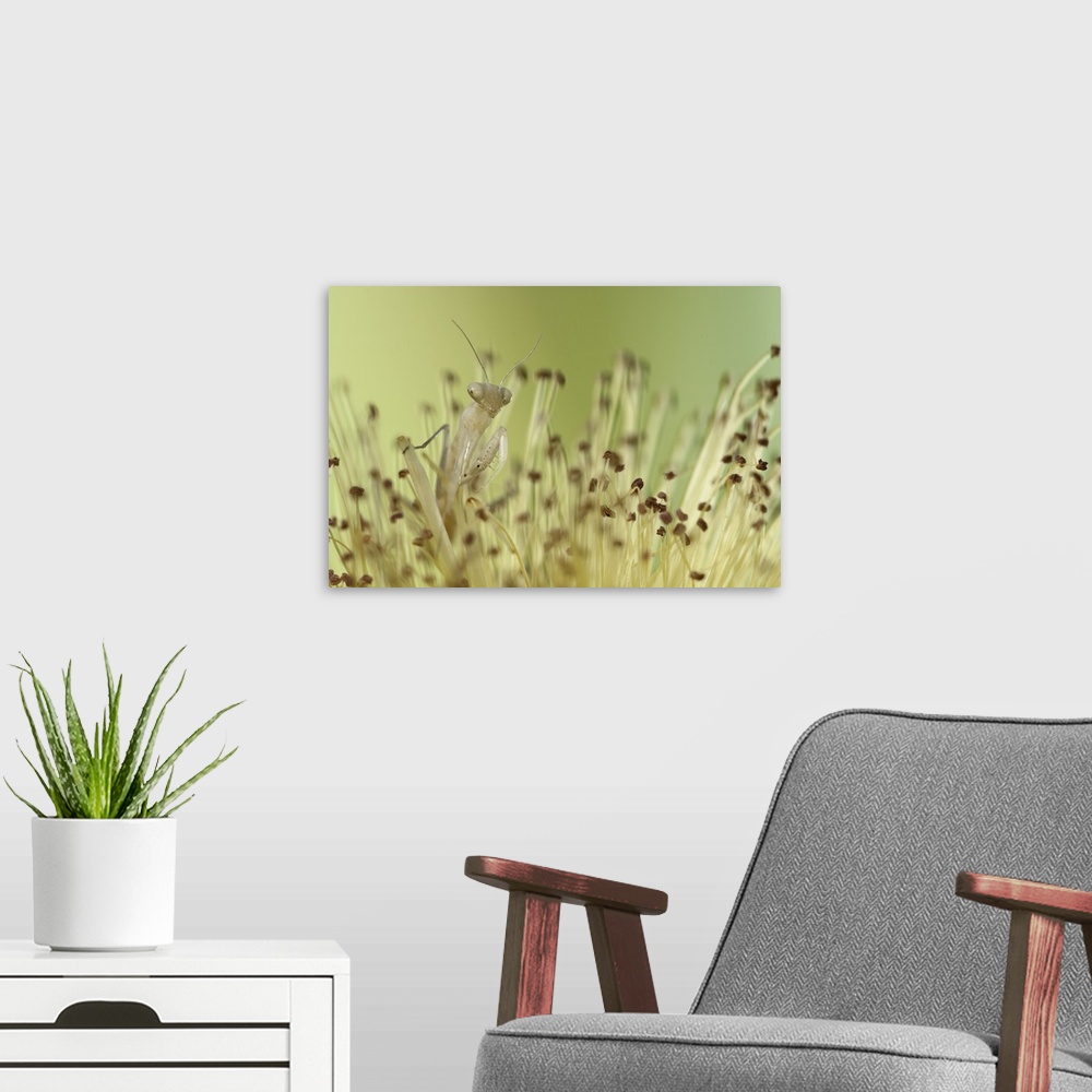 A modern room featuring A mantis hiding in plants, blending into the colors around it.