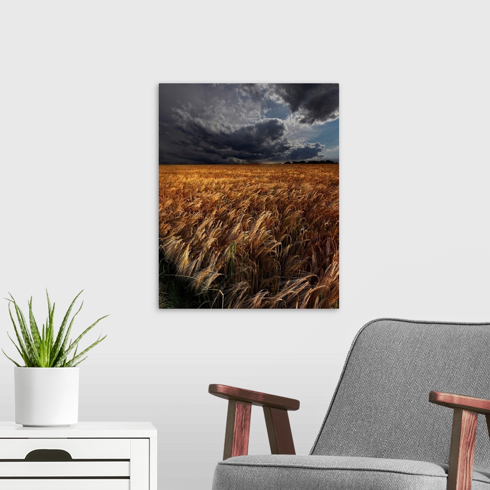A modern room featuring Intense clouds hanging over a field of golden crops.