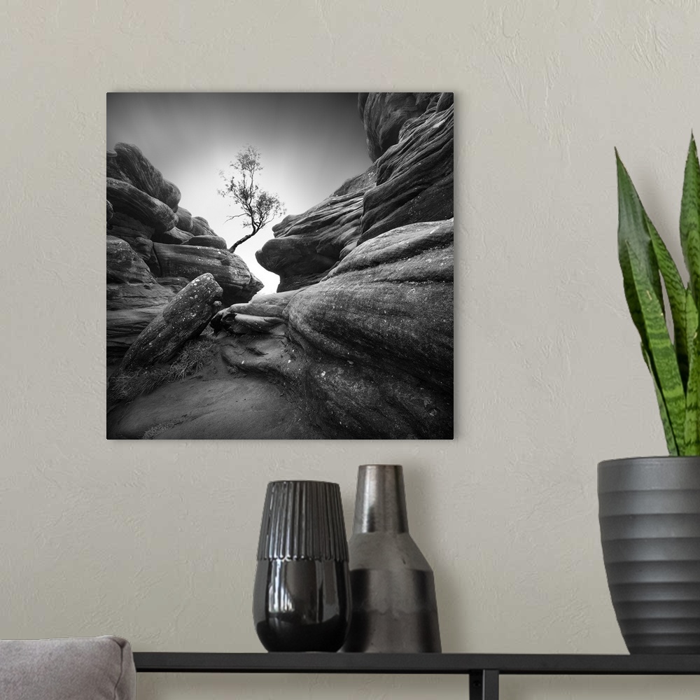 A modern room featuring A rocky and rugged narrow way to get to a lone tree.