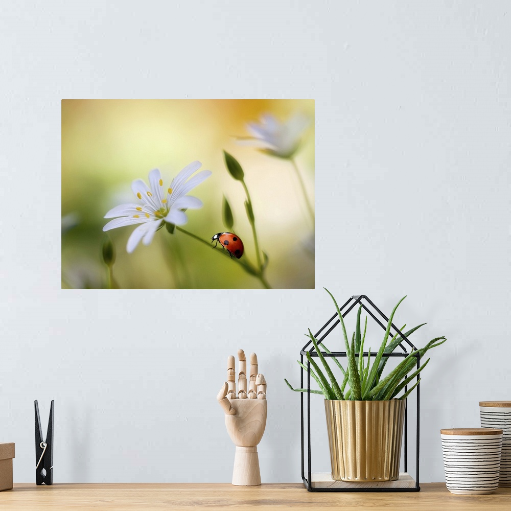 A bohemian room featuring A bright red ladybug climbs up the stem of a white flower.