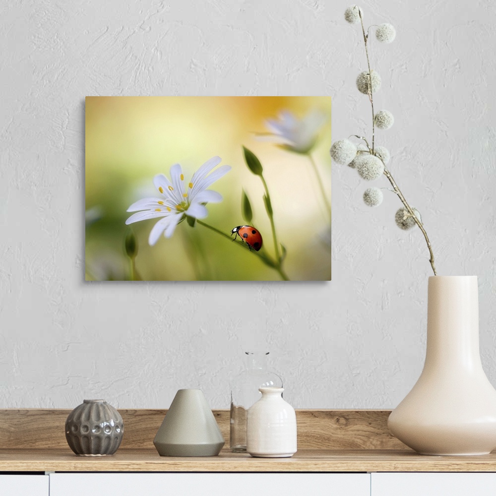 A farmhouse room featuring A bright red ladybug climbs up the stem of a white flower.