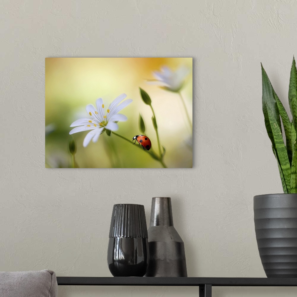 A modern room featuring A bright red ladybug climbs up the stem of a white flower.