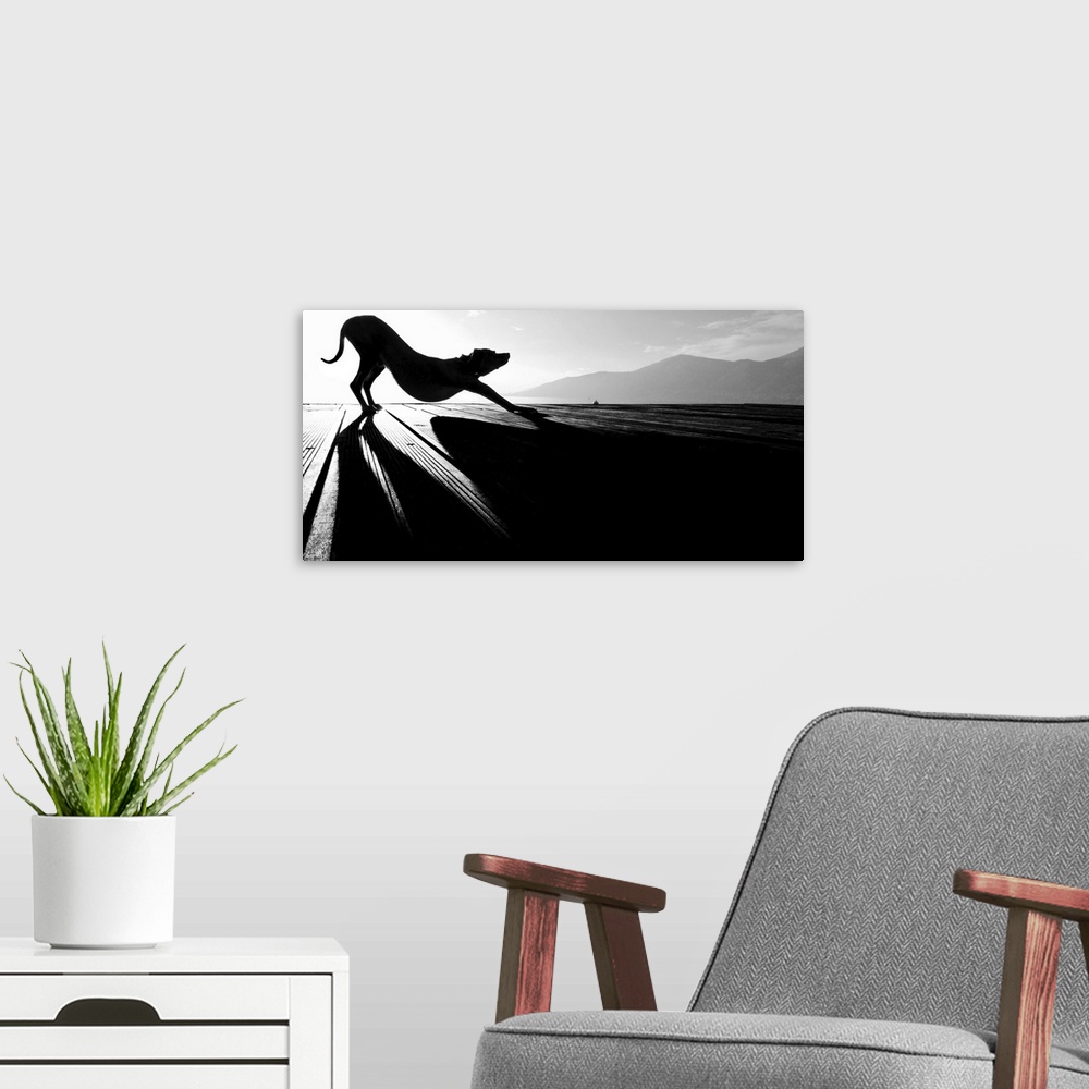 A modern room featuring A dog stretching in the early morning, silhouetted by the rising sun.