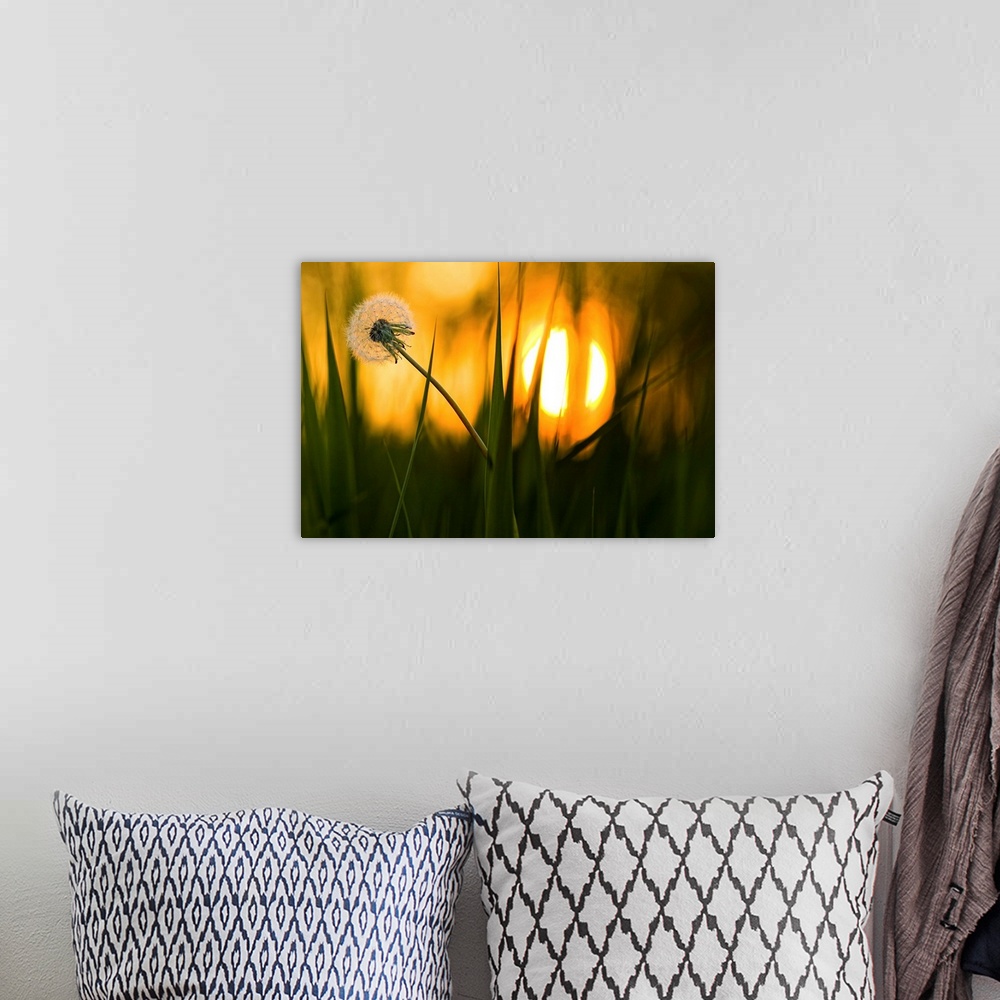 A bohemian room featuring A dandelion flower full of seeds sways in the wind, with the setting sun in the distance.
