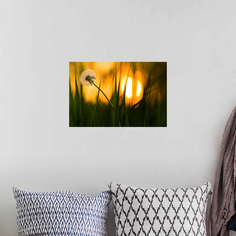 A bohemian room featuring A dandelion flower full of seeds sways in the wind, with the setting sun in the distance.