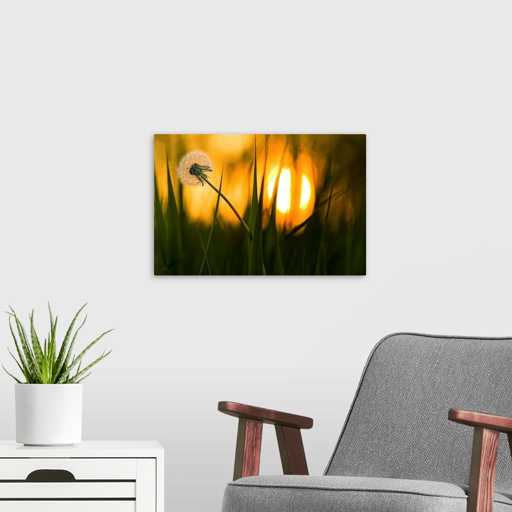 A modern room featuring A dandelion flower full of seeds sways in the wind, with the setting sun in the distance.