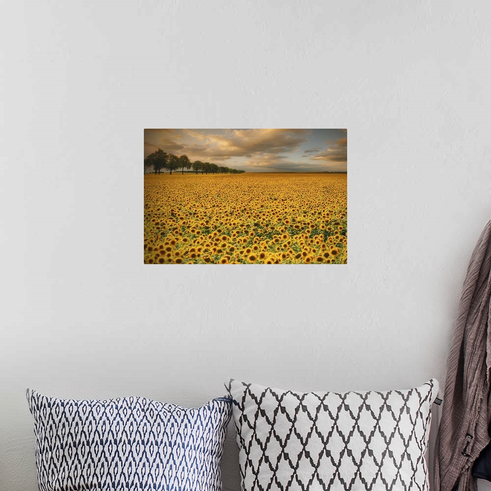 A bohemian room featuring Wide open field of sunflowers under a cloudy sky, Poland.