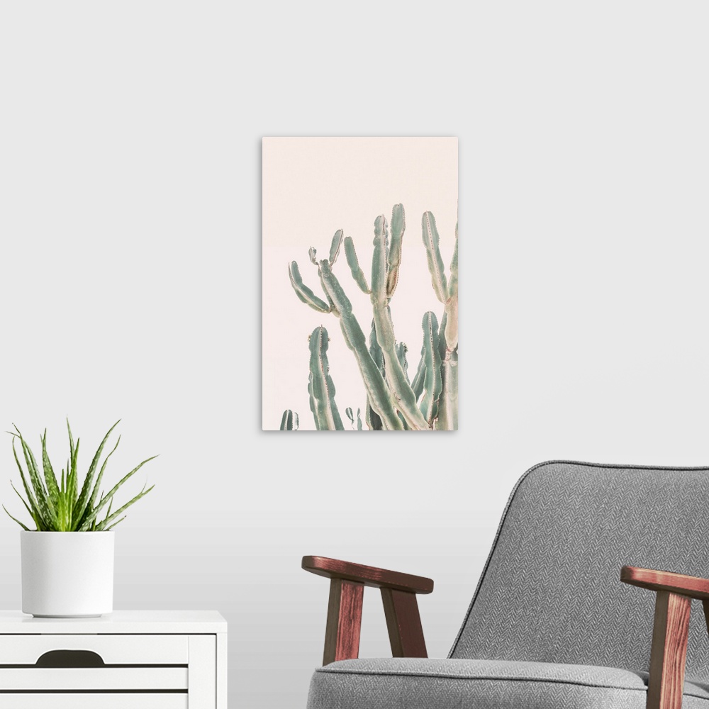 A modern room featuring Sunrise Cactus