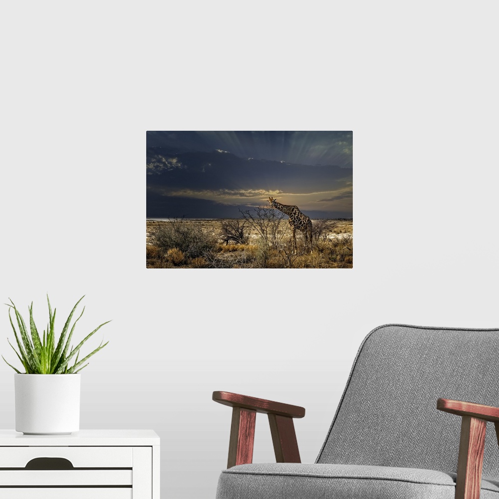 A modern room featuring A lone giraffe walks along the African plains in search of something.