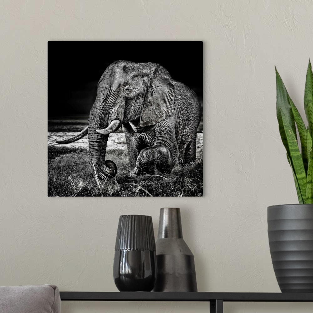A modern room featuring Square black and white photograph of an elephant highlighting the contrasting detail in its skin.