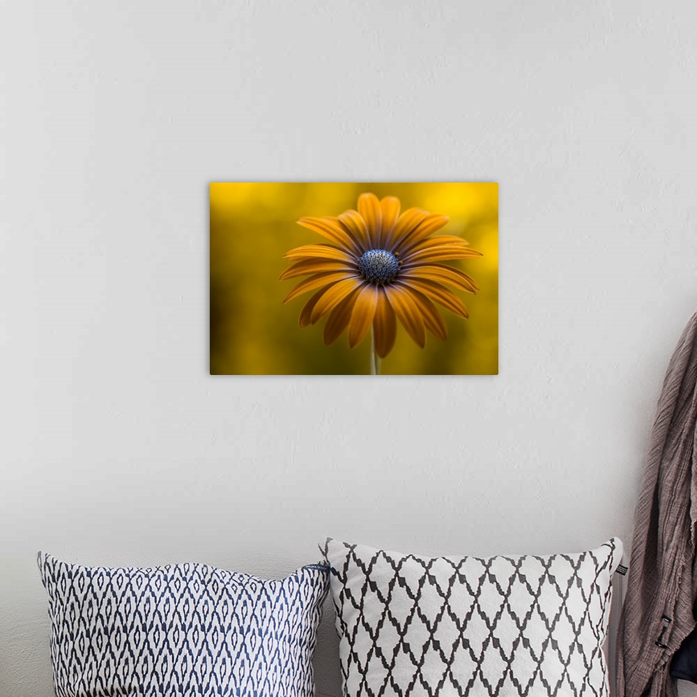 A bohemian room featuring A bright yellow daisy with long petals.