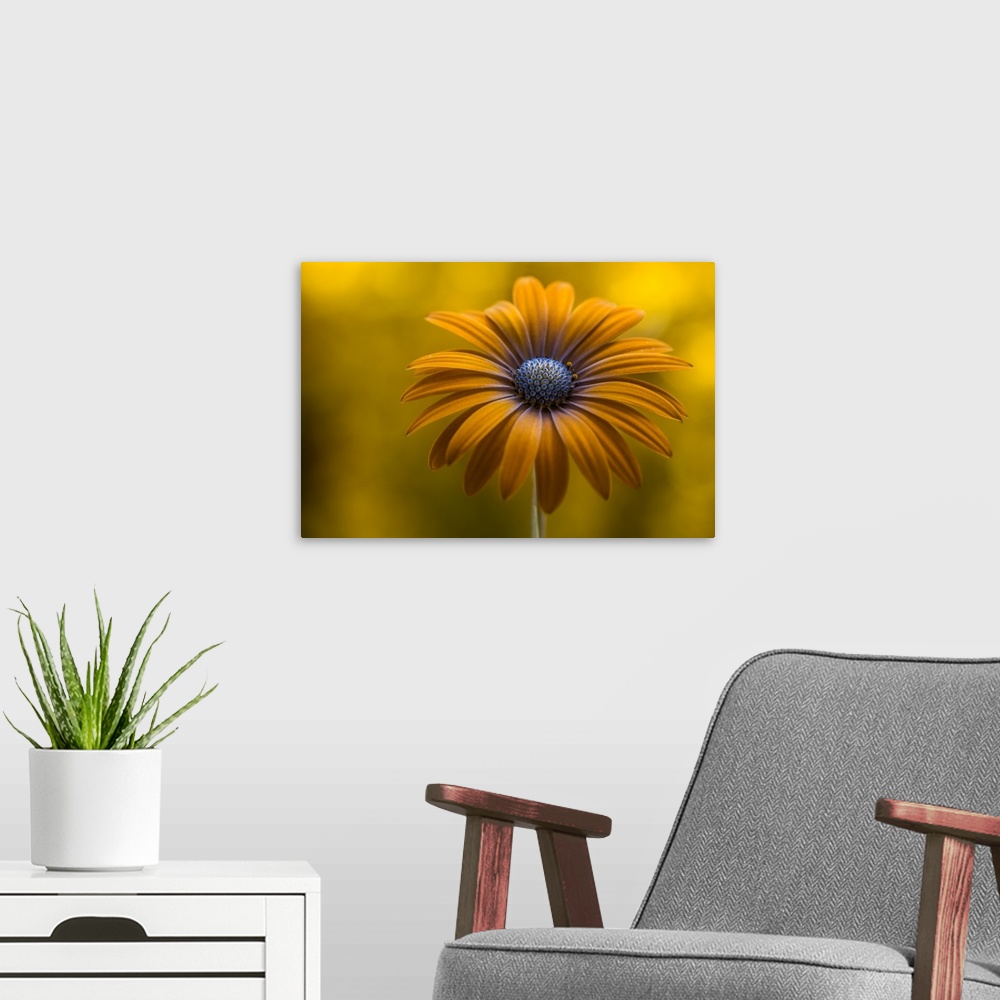 A modern room featuring A bright yellow daisy with long petals.
