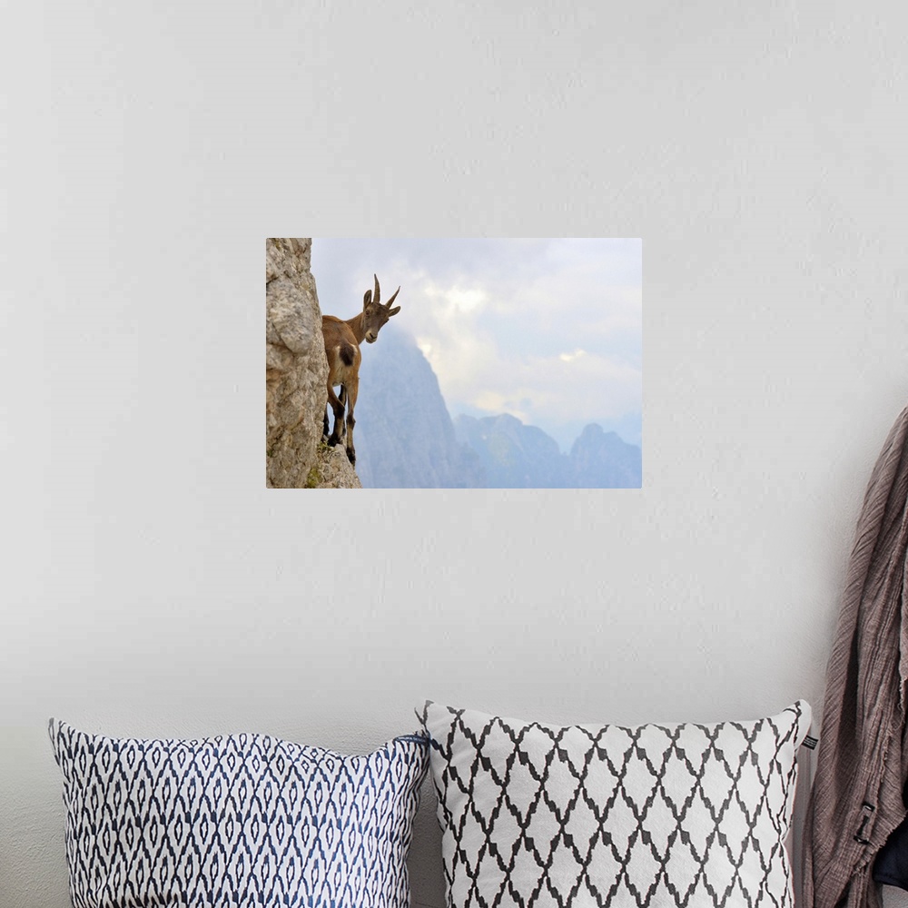 A bohemian room featuring A young goat stands on the edge of a mountain looking behind in curiosity.